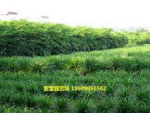 龙血树