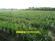 龙血树