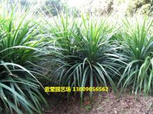 龙血树